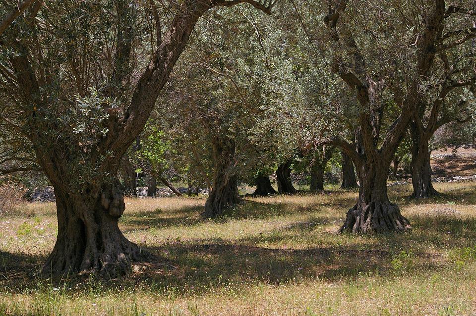 olive trees